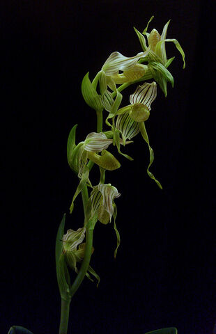 File:Paphiopedilum kolopakingii f. semi-album.jpg