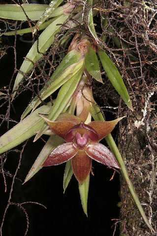 File:Epidendrum garayi.jpg