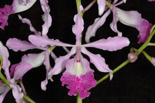 Schomburgkgaleottia