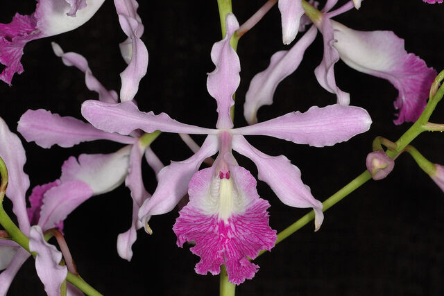 File:Schomburgkgaleottia.jpg