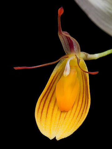 File:Restrepia chrysoglossa.jpg