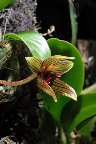 File:Bulbophyllum psittacoglossum.jpg