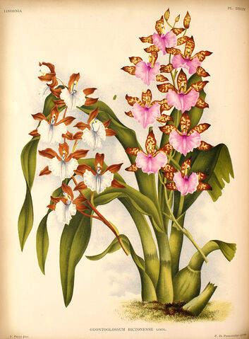 File:Rhynchostele bictoniensis plate.jpg