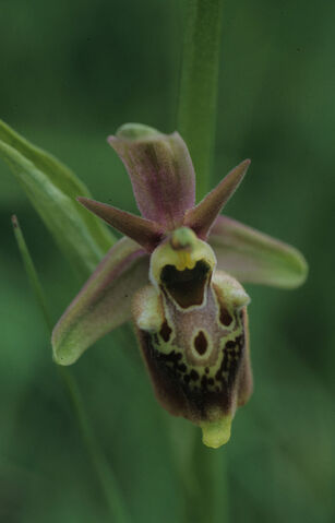 File:Ophrys × aquilana.jpg