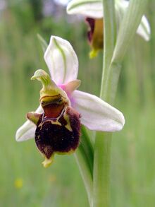 Ophrys x albertiana Saarland 02