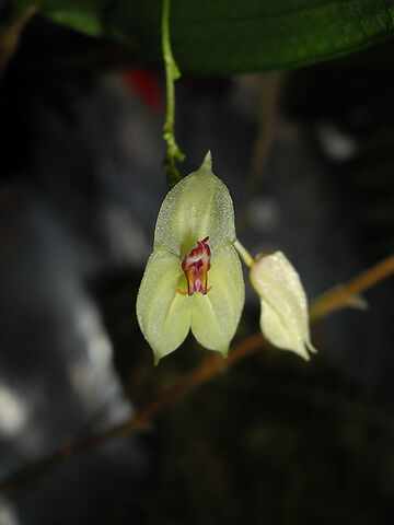 File:Lepanthes nicolasii.jpg