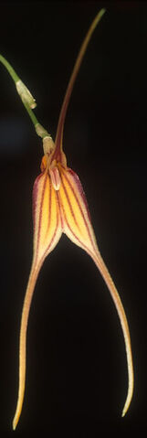 File:Masdevallia amaluzae.jpg