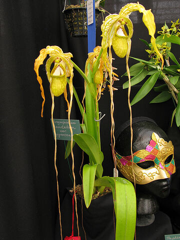 File:Phragmipedium caudatum giganteum.jpg