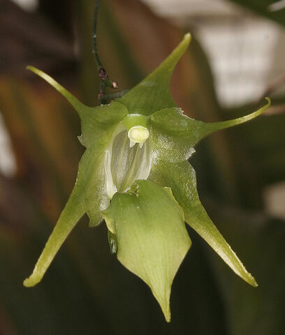 File:Aeranthes adenopoda.jpg