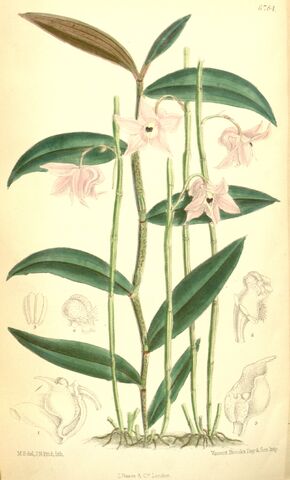 File:Dendrobium aduncum - Curtis' 110 (Ser. 3 no. 40) pl 6784 (1884).jpg