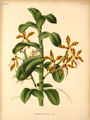 File:Staurochilus fasciatus plate.jpg