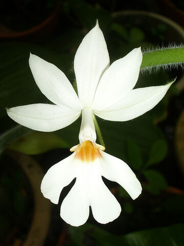 File:Calanthe vestita.jpg