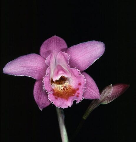 File:Pleione scopulorum.jpg