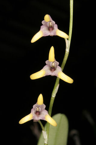File:Masdevallia bulbophyllopsis.jpg