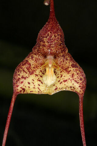 File:Dracula nycterina.jpg