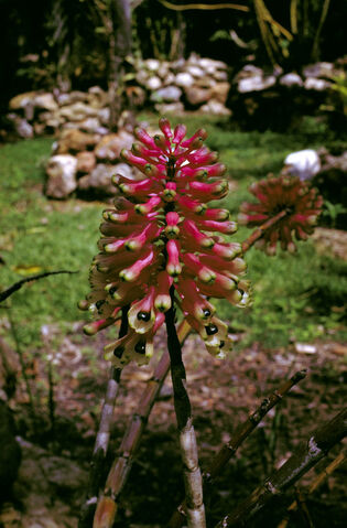 File:Dendrobium smillieae.jpg
