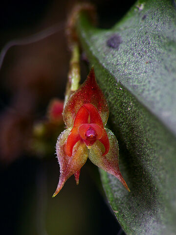 File:Lepanthes mentosa.jpg