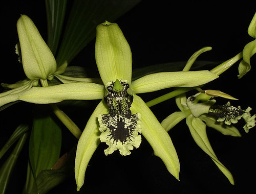 Anggrek Hitam Kalimantan Coelogyne pandurata | wikipedia