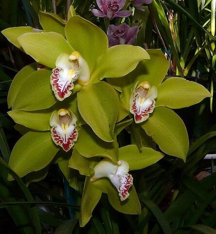 File:Cymbidium Nandi 'Green Giant'.jpg