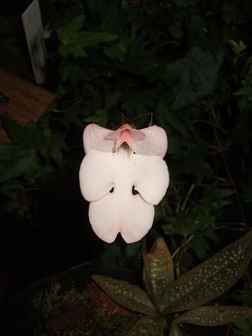File:Habenaria carnea.jpg