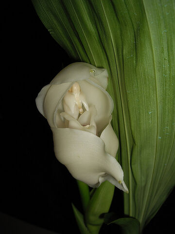 File:Anguloa uniflora .jpg