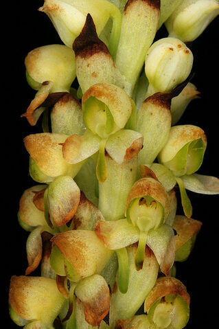 File:Disa versicolor alba.jpg
