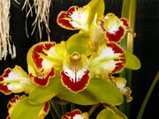 2008 pacific orchid exposition (13)