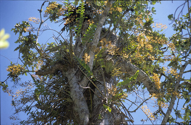 File:Den discolor habitat.jpg