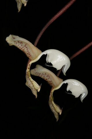 File:Gongora truncata.jpg