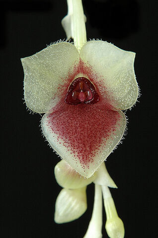 File:Stelis gemma.jpg