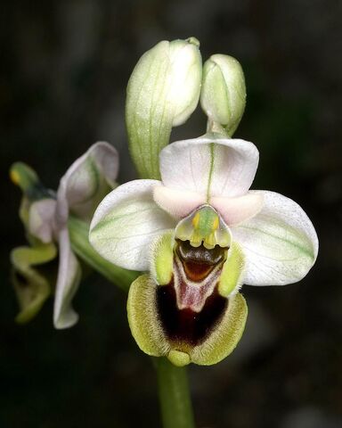 File:Ophrys tenthredinifera Mallorca.jpg