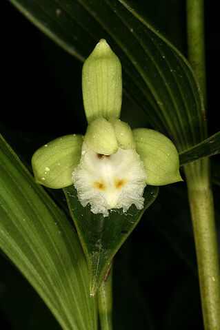 File:Sobralia bimaculata.jpg