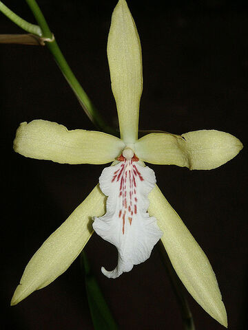 File:Miltonia flavescens.jpg
