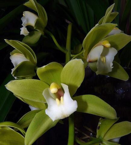 File:Cymbidium Orchid Conference 'Tamiko'.jpg