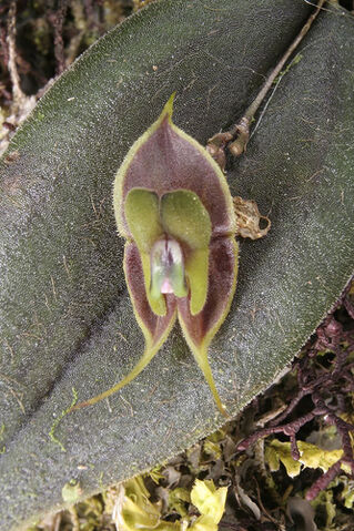 File:Lepanthes manabina.jpg