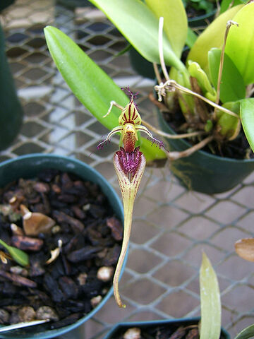 File:Bulb appendiculatum.jpg