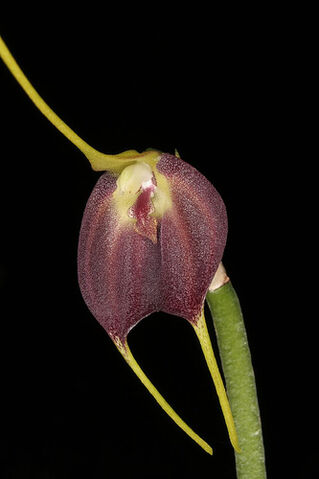 File:Masdevallia carruthersiana.jpg