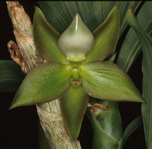 File:Cycnoches peruvianum female.jpg
