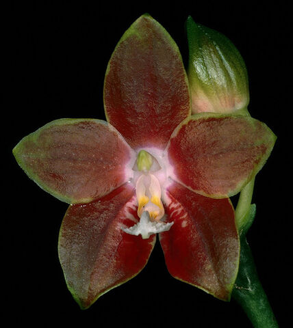 File:Phalaenopsis venosa.jpg