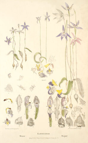 File:Glossodia major plate.jpg