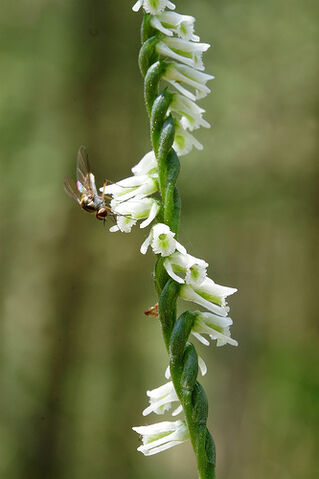 File:Spiranthes lacera.jpg