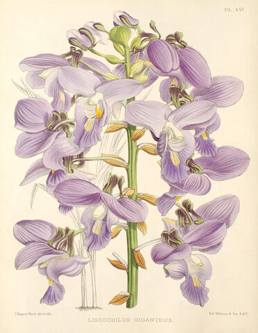 File:Eulophia bouliawongo plate.jpg