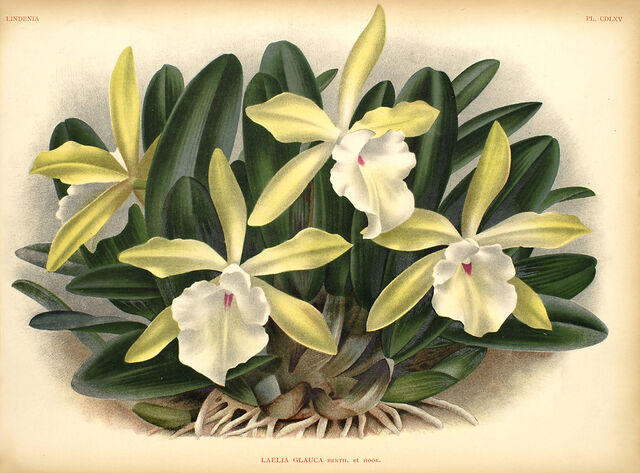 File:Rhyncholaelia glauca plate.jpg