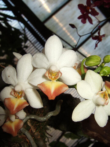 File:Phalaenopsis Formosa Dream.jpg
