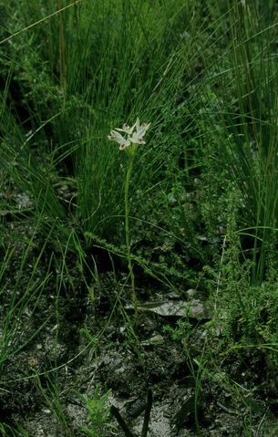 File:Disa bivalvata habitat.jpg