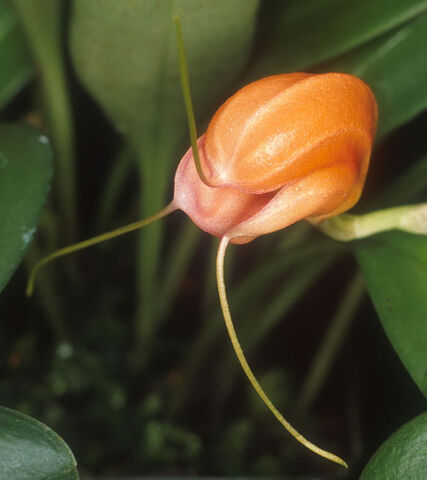 File:Masdevallia cranion.jpg