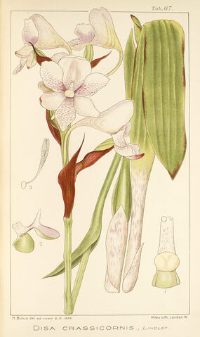 File:Disa crassicornis plate.jpg