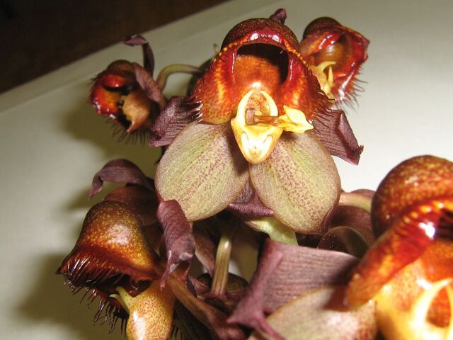 File:Catasetum apolloi male.jpg