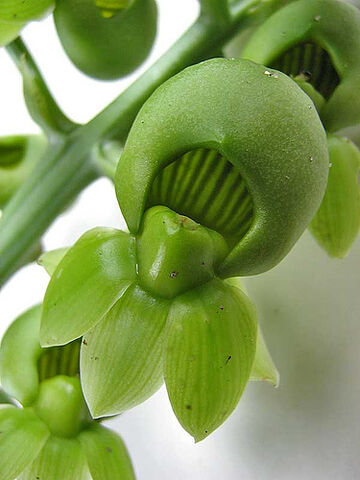 File:Catasetum macrocarpum female.jpg