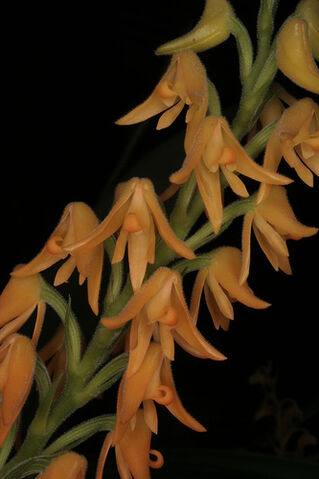 File:Polystachya bella.jpg